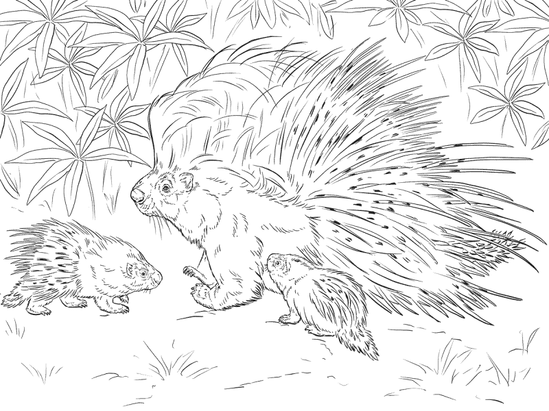 African Crested Porcupine Coloring Page Md Coloring Page — Free Printable — free printable coloring page