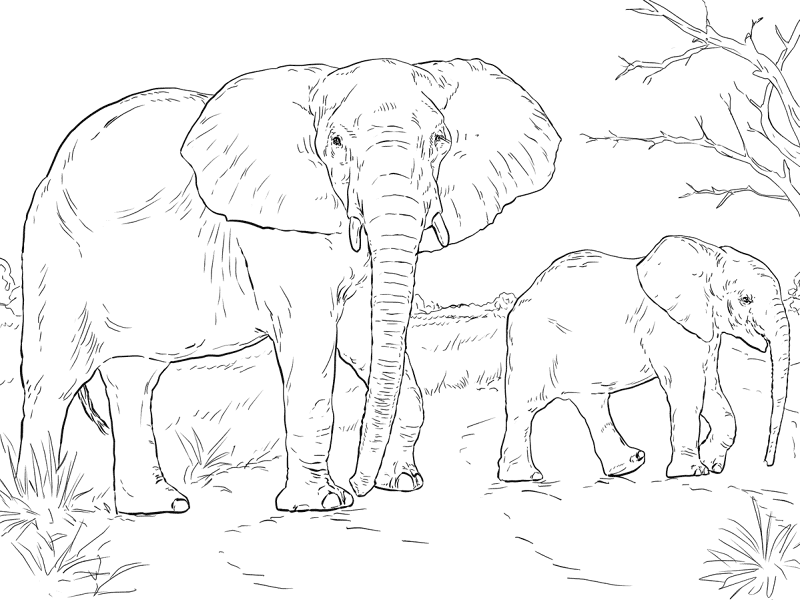African Elephant Mother And Baby Coloring Page Md Coloring Page — Free Printable — free printable coloring page
