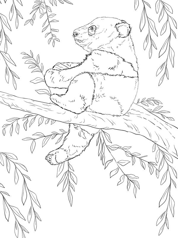 Baby Panda Sits On Tree Coloring Page Md Coloring Page — Free Printable — free printable coloring page