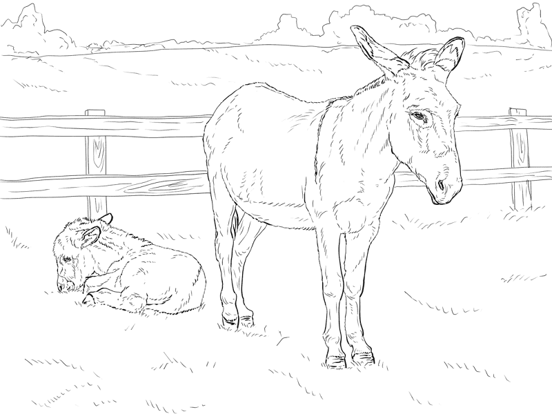 Donkey With Baby Coloring Page Md Coloring Page — Free Printable — free printable coloring page