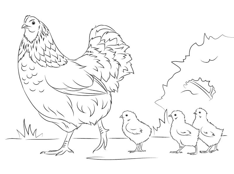 Hen And Chicks Coloring Pages Md Coloring Page — Free Printable — free printable coloring page