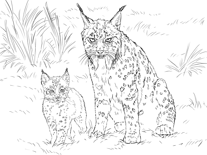Iberian Lynx Mother With Baby Coloring Page Md Coloring Page — Free Printable — free printable coloring page