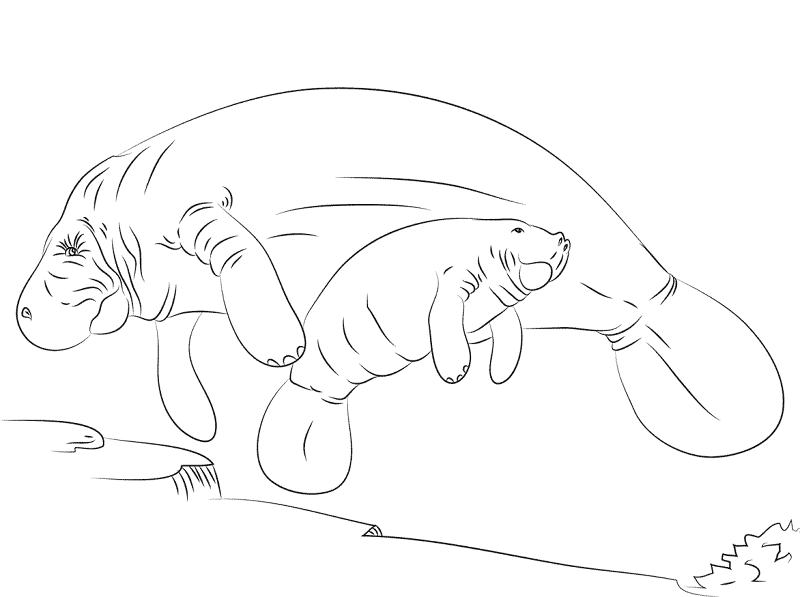 Manatee Mother And Baby Coloring Pages Md Coloring Page — Free Printable — free printable coloring page