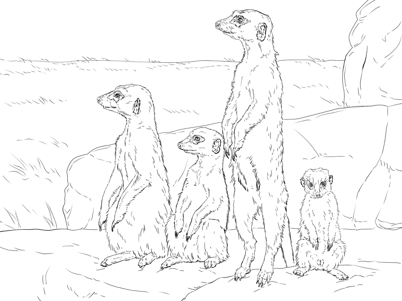 Meerkats Coloring Page Md Coloring Page — Free Printable — free printable coloring page