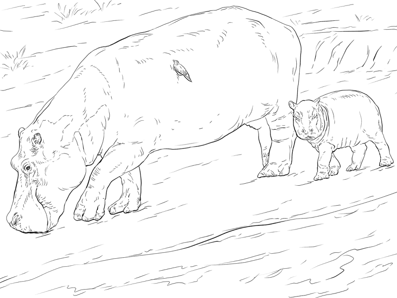 Mother And Young Hippo Coloring Page Md Coloring Page — Free Printable — free printable coloring page