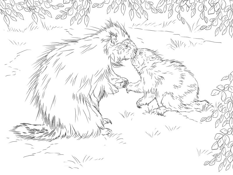 North American Porcupine With Baby Coloring Page Md Coloring Page — Free Printable — free printable coloring page