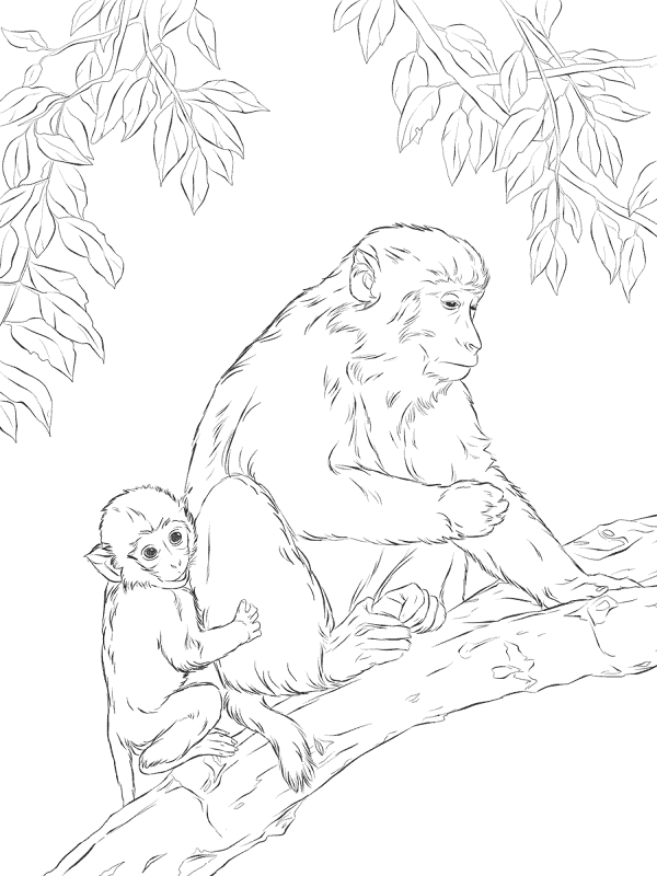 Rhesus Macaque Mother Cute Baby Coloring Pages Md Coloring Page — Free Printable — free printable coloring page