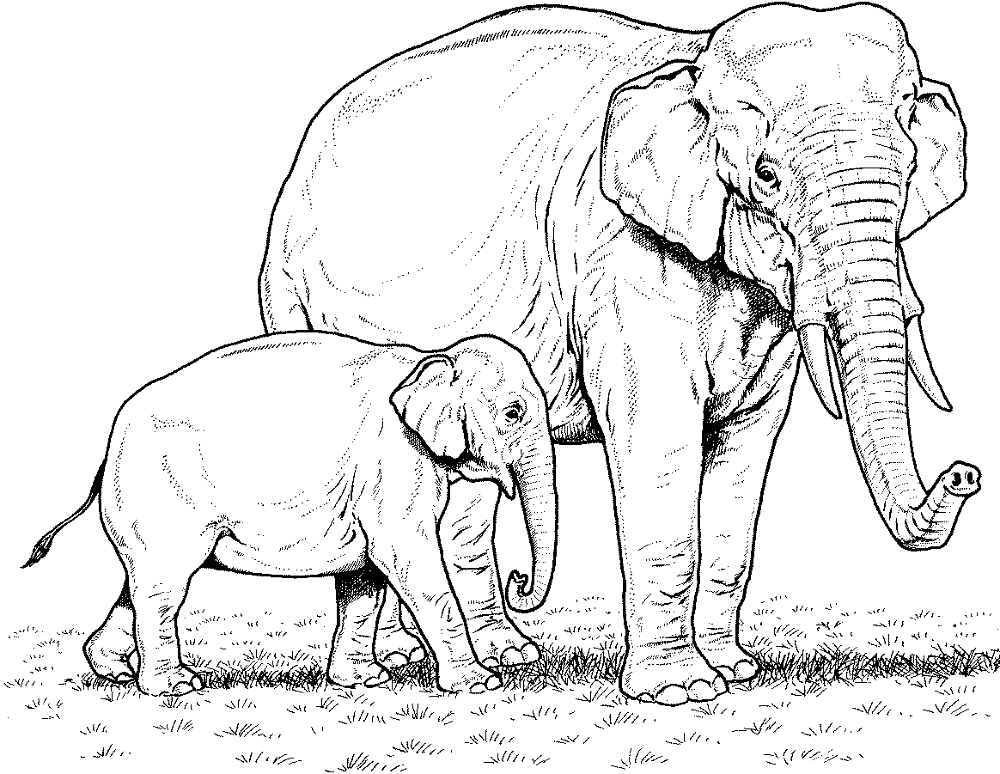 Two Elephants Coloring Page Md Coloring Page — Free Printable — free printable coloring page