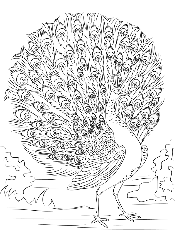 Advanced Peacock Coloring Pages Md Coloring Page — Free Printable — free printable coloring page