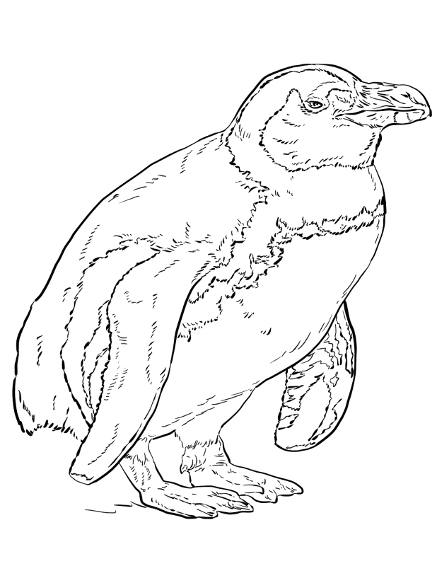 African Penguin 1 Coloring Page Md Coloring Page — Free Printable — free printable coloring page