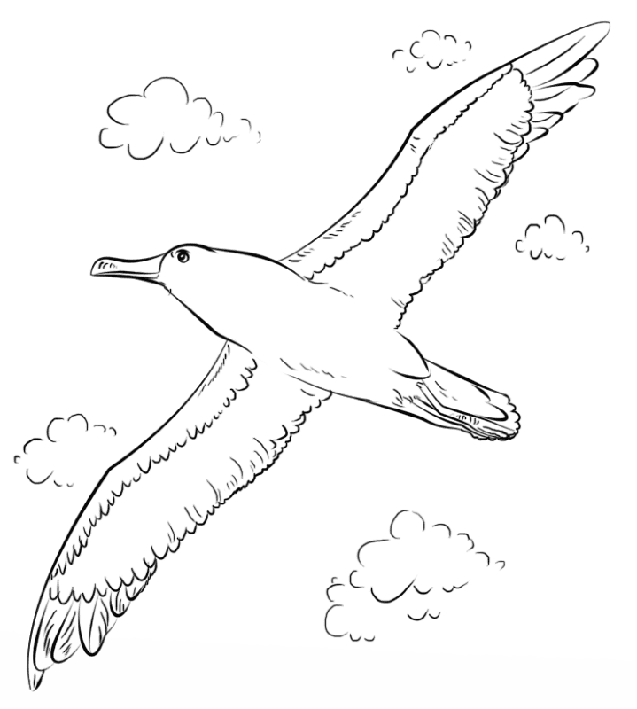 Albatross In Flight Coloring Page Md Coloring Page — Free Printable — free printable coloring page