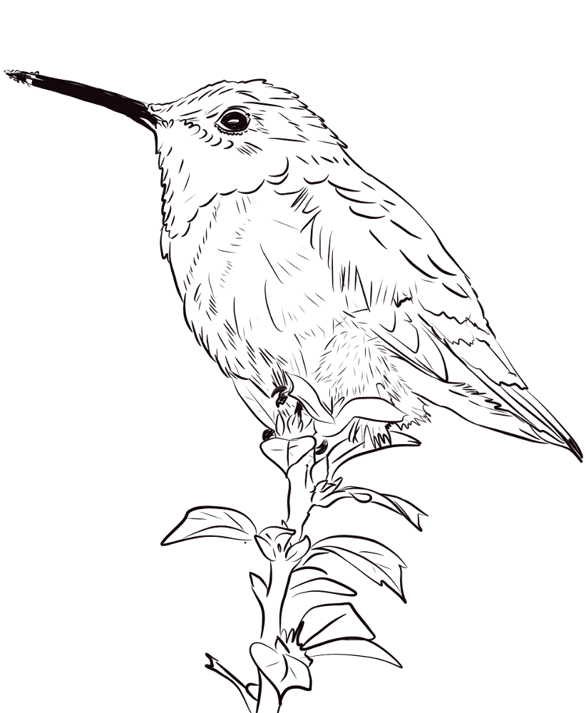 Allens Hummingbird Coloring Page Md Coloring Page — Free Printable — free printable coloring page