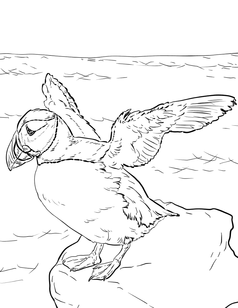 Atlantic Puffin Coloring Page Md Coloring Page — Free Printable — free printable coloring page