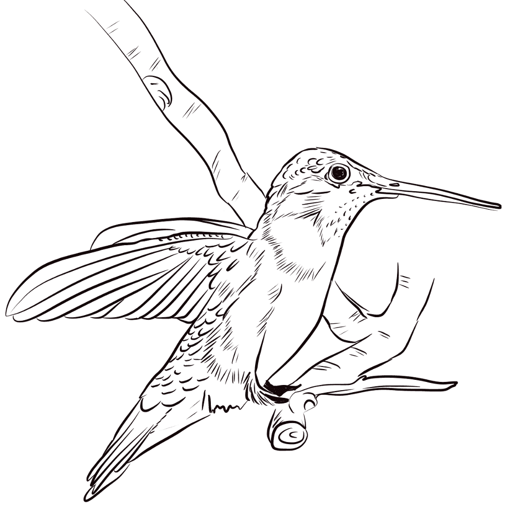 Black Chinned Hummingbird Coloring Page Md Coloring Page — Free Printable — free printable coloring page