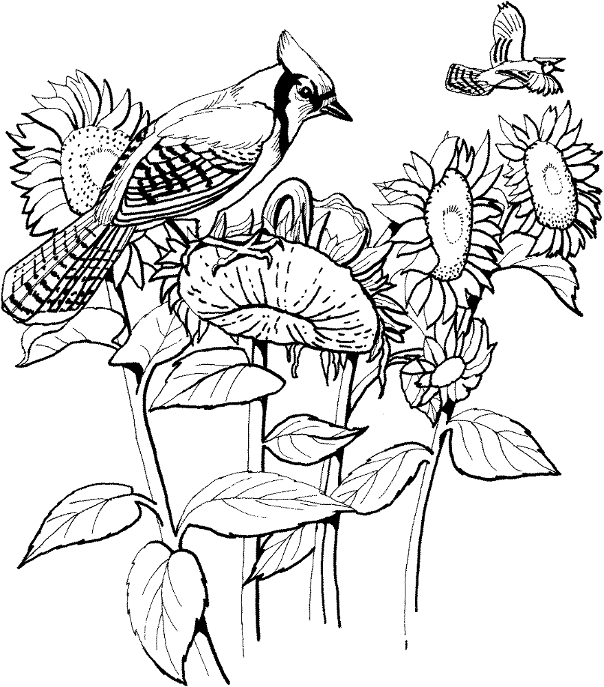 Blue Jay And Sunflowers Coloring Page Md Coloring Page — Free Printable — free printable coloring page
