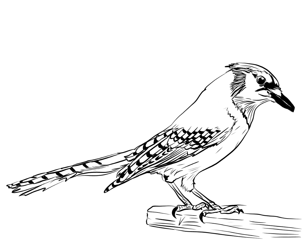 Blue Jay Coloring Page Md Coloring Page — Free Printable — free printable coloring page
