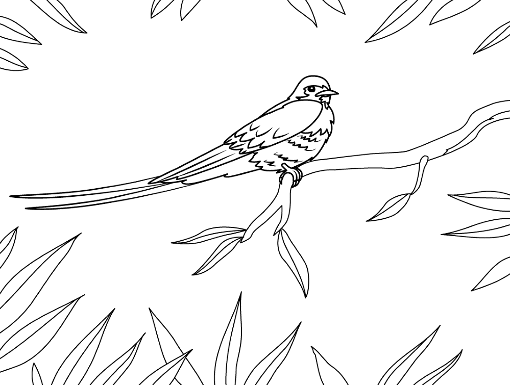 Blue Swallow Hirundo Atrocaerulea Coloring Page Md Coloring Page — Free Printable — free printable coloring page