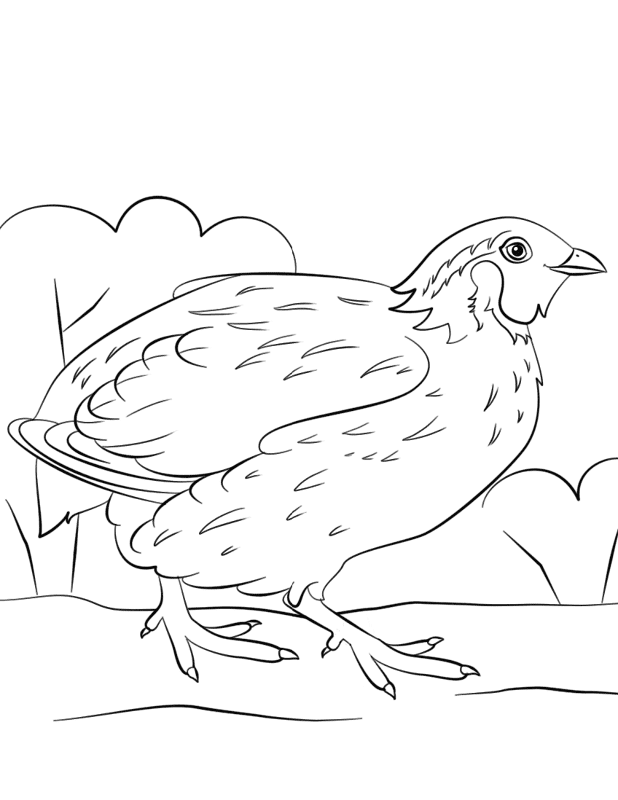 Bobwhite Quail Coloring Page Md Coloring Page — Free Printable — free printable coloring page