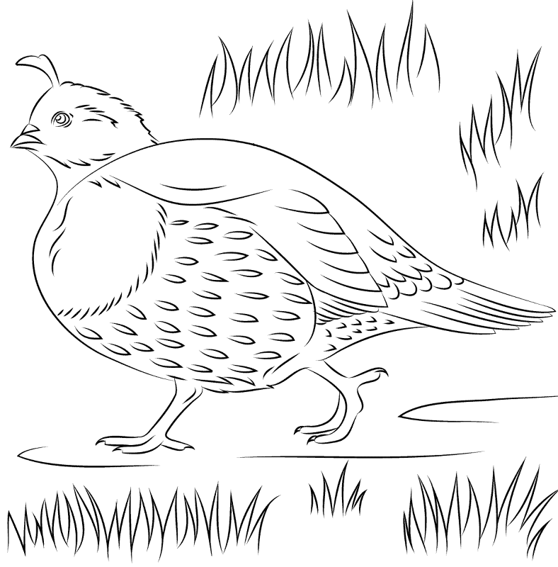 California Quail 2 Coloring Page Md Coloring Page — Free Printable — free printable coloring page
