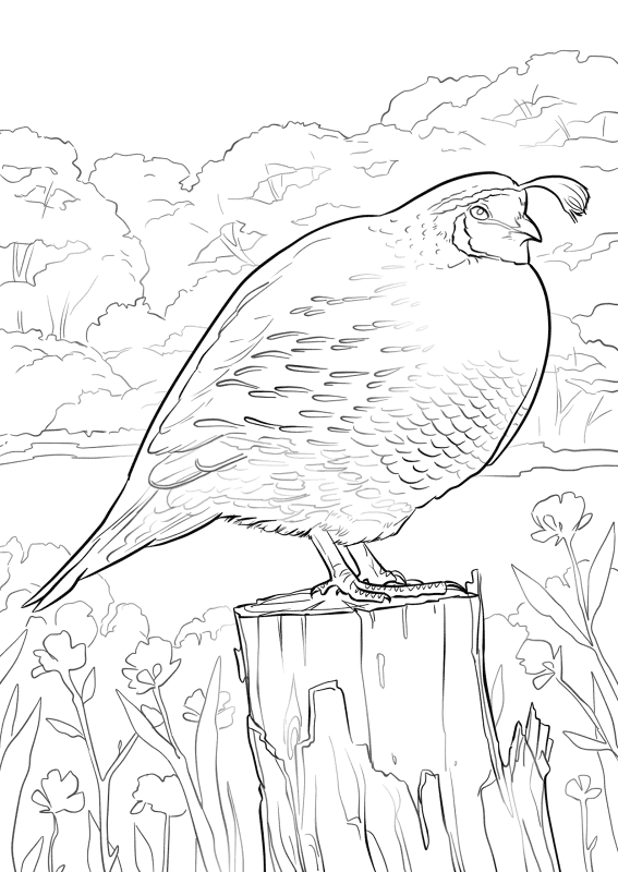 California Quail Coloring Page Md Coloring Page — Free Printable — free printable coloring page
