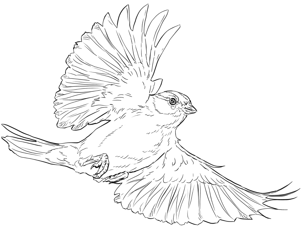 Chipping Sparrow In Flight Coloring Page Md Coloring Page — Free Printable — free printable coloring page