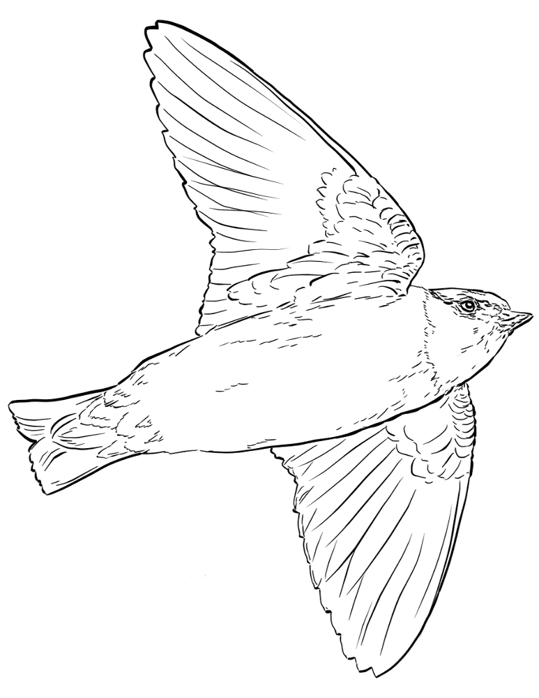 Cliff Swallow In Flight Coloring Page Md Coloring Page — Free Printable — free printable coloring page