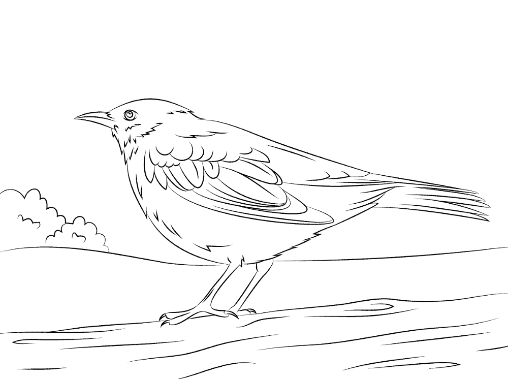 Common Blackbird Coloring Page Md Coloring Page — Free Printable — free printable coloring page