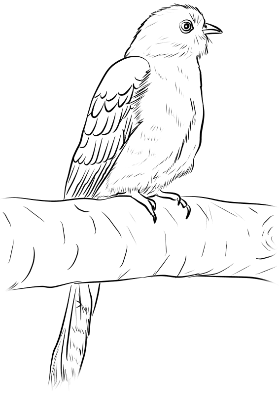 Common Cuckoo Coloring Page Md Coloring Page — Free Printable — free printable coloring page