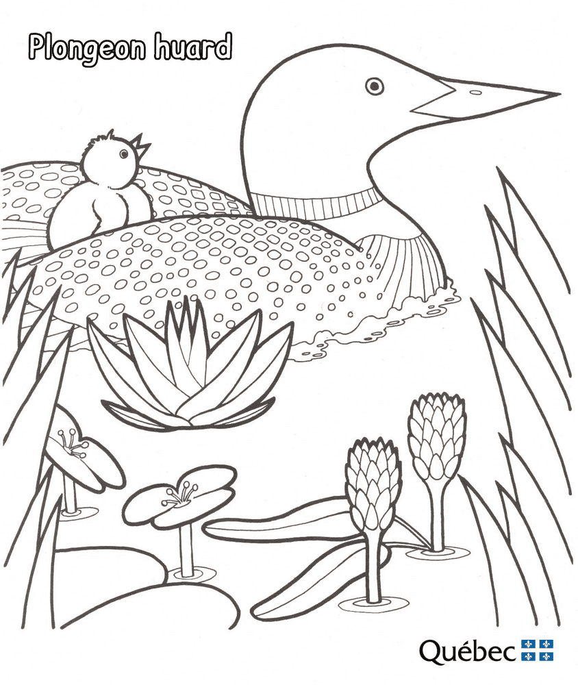 Common Loon Md Coloring Page — Free Printable — free printable coloring page