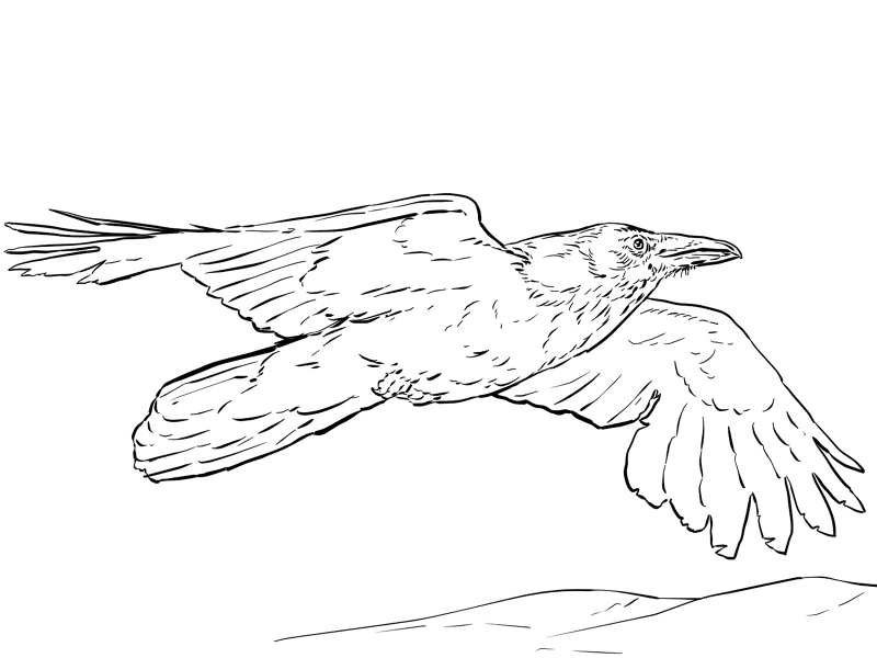 Common Raven Coloring Page Md Coloring Page — Free Printable — free printable coloring page