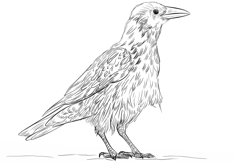 Corvus Egypt Coloring Page Md Coloring Page — Free Printable — free printable coloring page