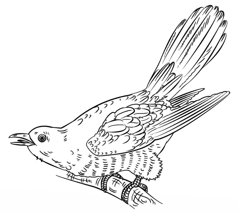 Cuckoo Coloring Page Md Coloring Page — Free Printable — free printable coloring page