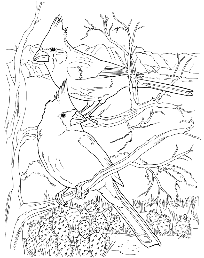 Desert Cardinals Coloring Page Md Coloring Page — Free Printable — free printable coloring page