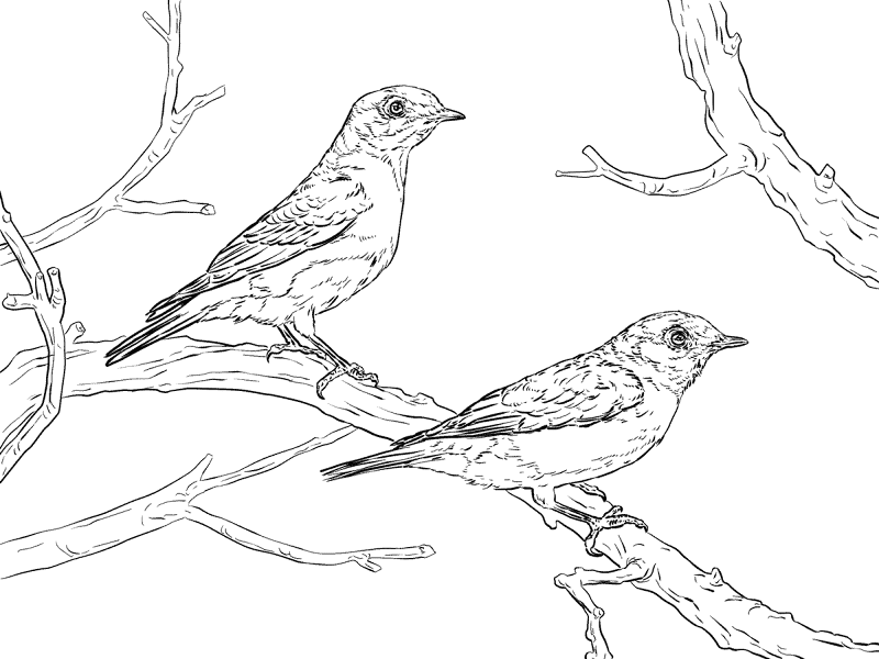 Eastern Bluebird Pair Coloring Pages Md Coloring Page — Free Printable — free printable coloring page