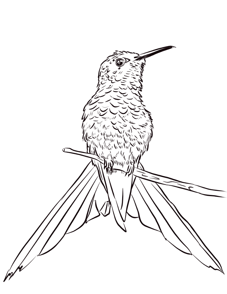 Eupetomena Macroura Coloring Page Md Coloring Page — Free Printable — free printable coloring page