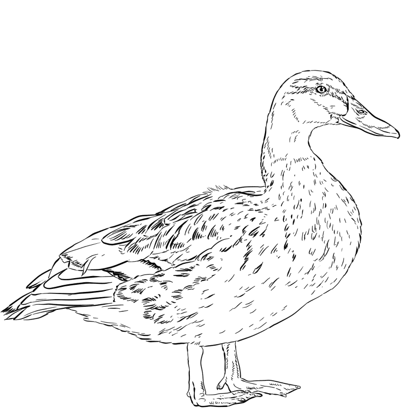 Female Mallard Duck Coloring Page Md Coloring Page — Free Printable — free printable coloring page