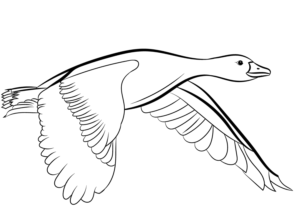 Flying Mallard Duck Coloring Page Md Coloring Page — Free Printable — free printable coloring page