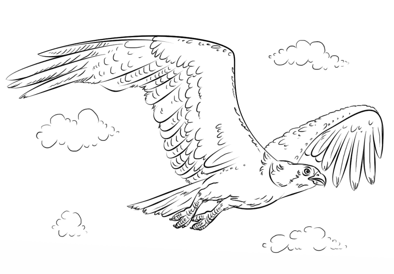 Flying Osprey Coloring Page Md Coloring Page — Free Printable — free printable coloring page