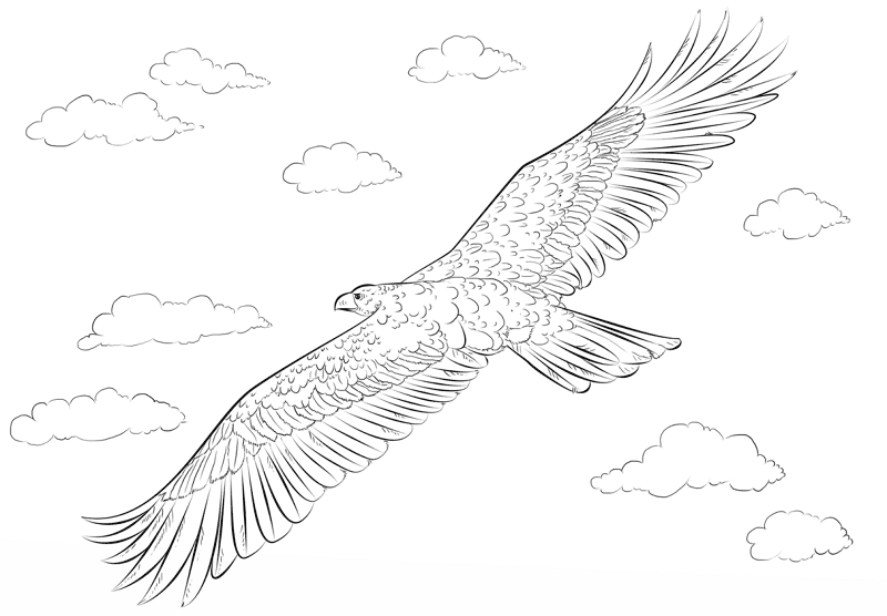Golden Eagle Coloring Page Md Coloring Page — Free Printable — free printable coloring page