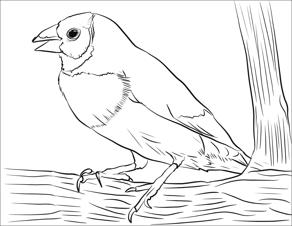 Gouldian Finch Coloring Page Md Coloring Page — Free Printable — free printable coloring page
