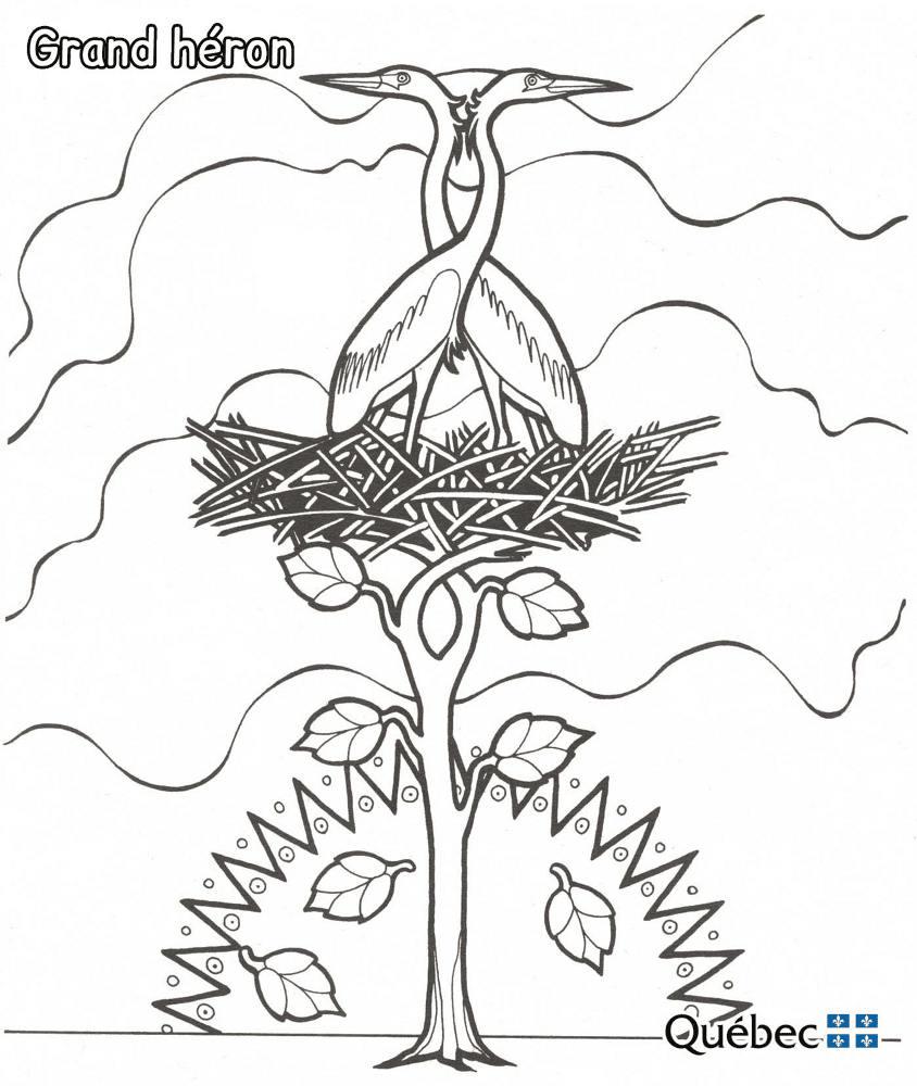 Great Blue Heron Md Coloring Page — Free Printable — free printable coloring page