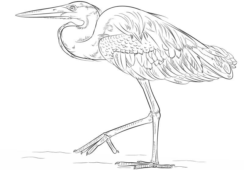 Greate Blue Heron Coloring Page Md Coloring Page — Free Printable — free printable coloring page