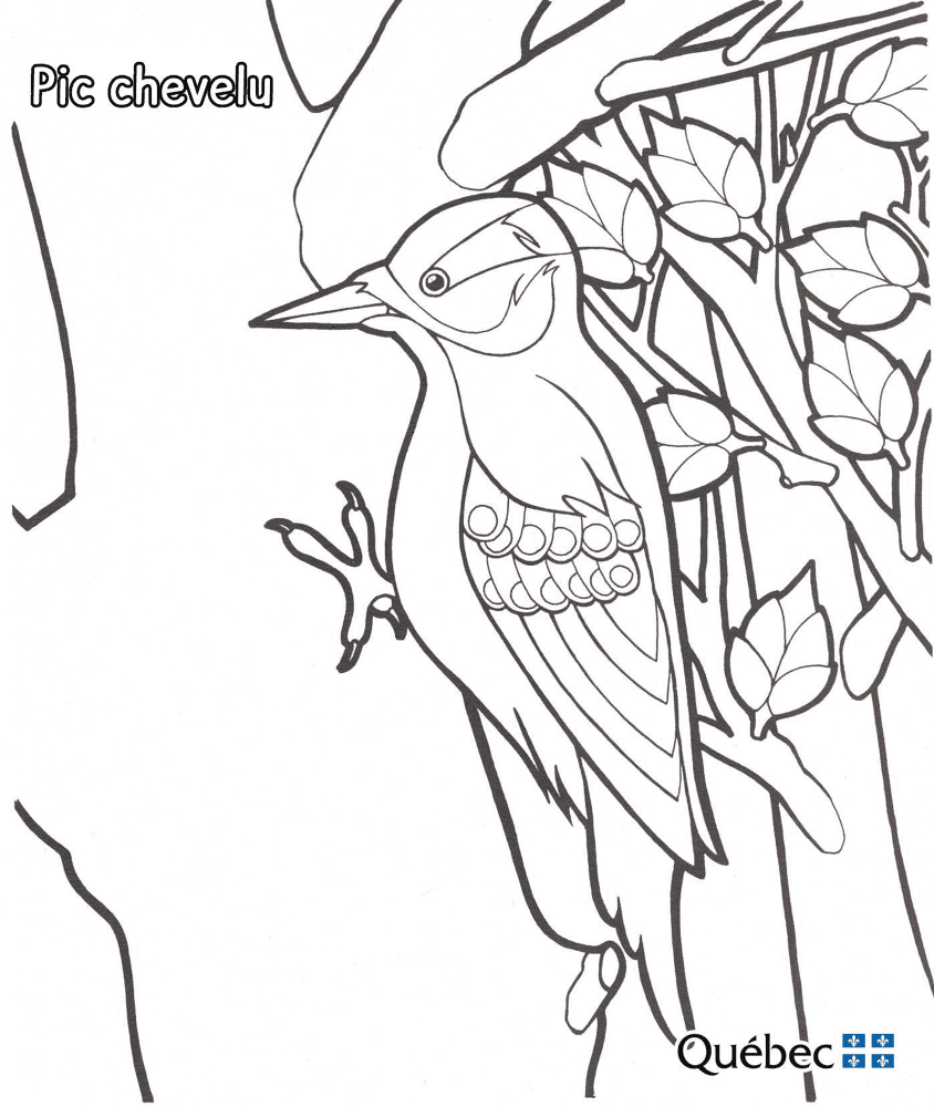 Hairy Woodpecker Md Coloring Page — Free Printable — free printable coloring page