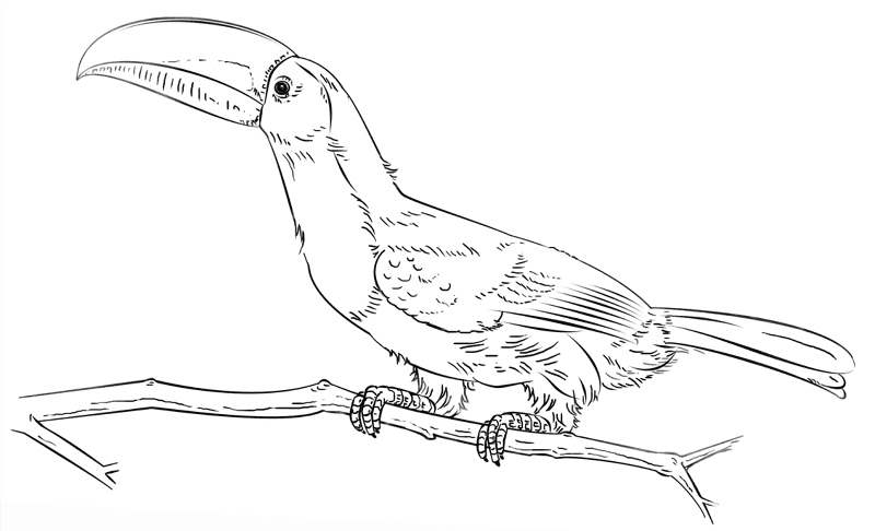 Keel Billed Toucan Coloring Page Md Coloring Page — Free Printable — free printable coloring page