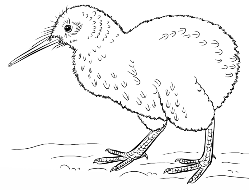 Kiwi Bird Coloring Page Md Coloring Page — Free Printable — free printable coloring page