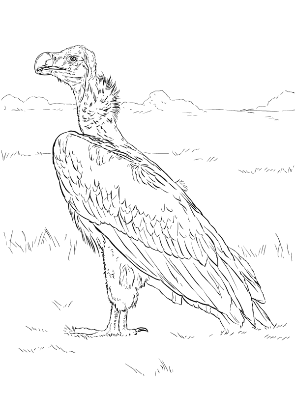 Lappet Faced Vulture Coloring Pages Md Coloring Page — Free Printable — free printable coloring page