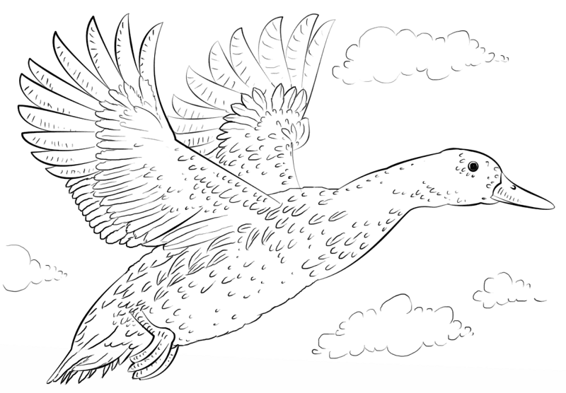 Mallard Duck Coloring Page Md Coloring Page — Free Printable — free printable coloring page