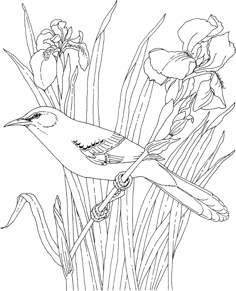 Mockingbird Iris Tennessee State Bird Flower Md Coloring Page — Free Printable — free printable coloring page