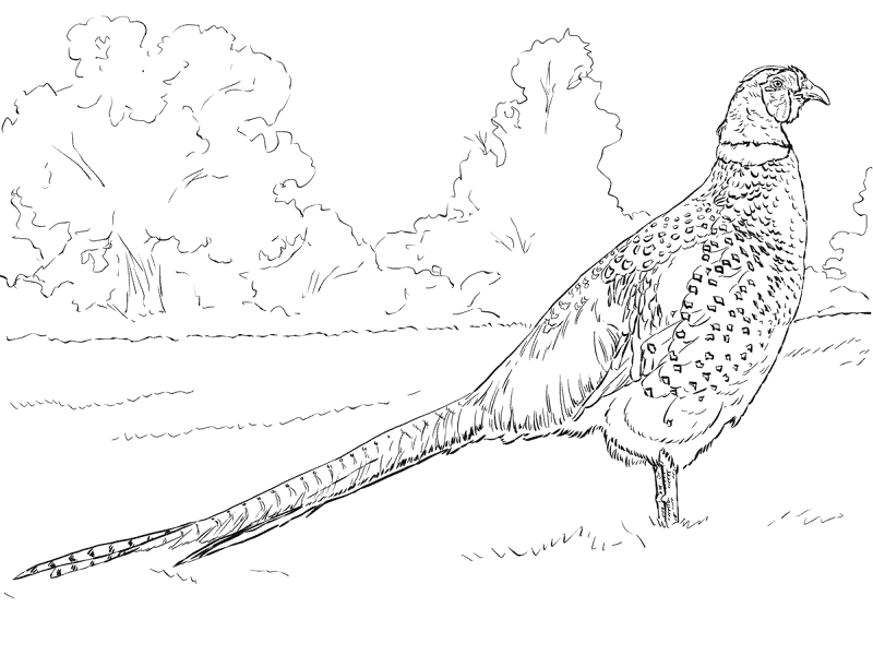 Mongolian Ringneck Male Pheasan Coloring Pages Md Coloring Page — Free Printable — free printable coloring page