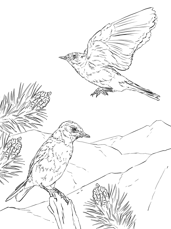 Mountain Bluebird Coloring Pages Md Coloring Page — Free Printable — free printable coloring page